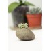 Handmade Mini Succulent Earrings – Green & Orange Clay Studs | Eteniren Jewelry