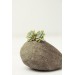 Handmade Mini Succulent Earrings – Green & Orange Clay Studs | Eteniren Jewelry