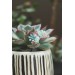 Succulent Bouquet Earrings – Handmade in Pastel Clay
