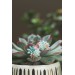 Succulent Bouquet Earrings – Handmade in Pastel Clay