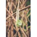 Unique Succulent Nutshell Necklace Green