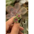 Green Hypoallergenic Succulent Studs