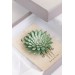 Green Gold Succulent hair Comb