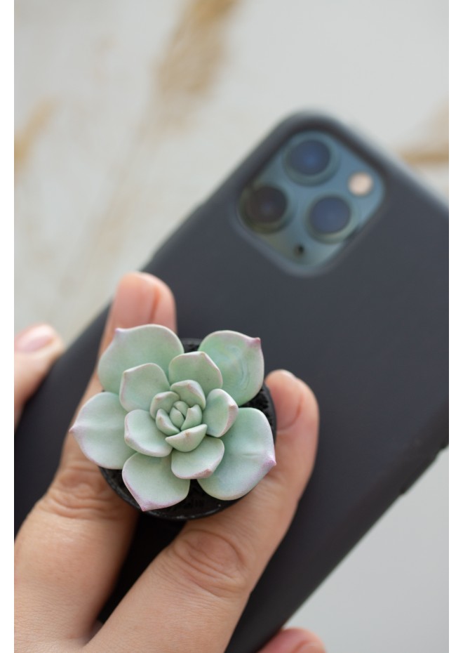 Succulent phone grip, echeveria accessory phone holder, cellphone cover accessory, phone grip, polymer clay phone grip, succulent