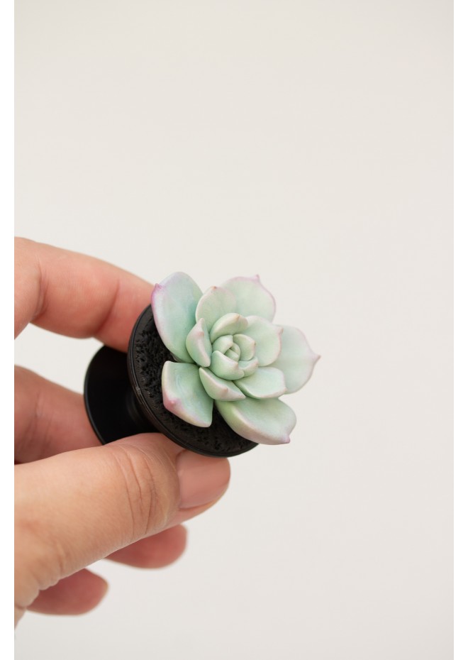 Succulent phone grip, echeveria accessory phone holder, cellphone cover accessory, phone grip, polymer clay phone grip, succulent