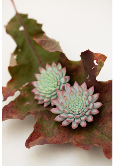 Purple Blue Succulent Phone Grip Holder Beautiful Mobile Grip