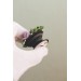 Succulent phone grip, echeveria accessory phone holder, cellphone cover accessory, phone grip, polymer clay phone grip, succulent