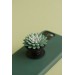 Green Succulent Phone Grip